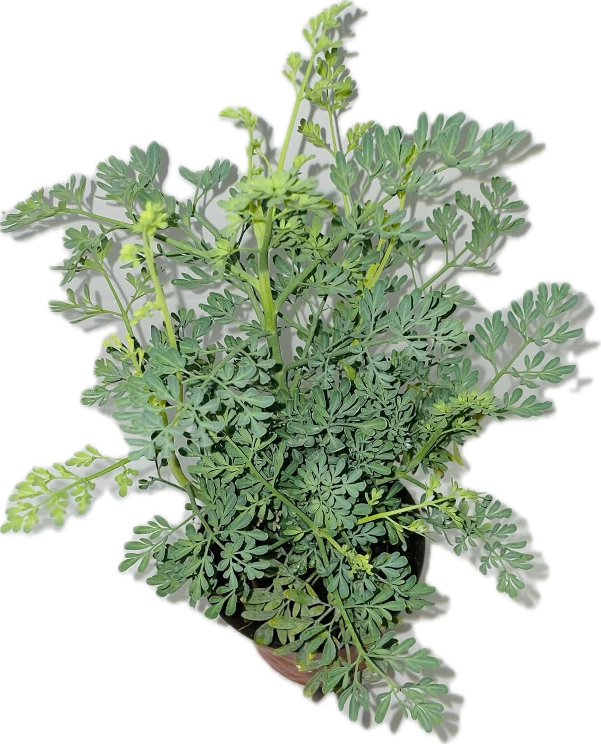 Ruda Plant Common Rue Ruta graveolens Herb of Grace, green