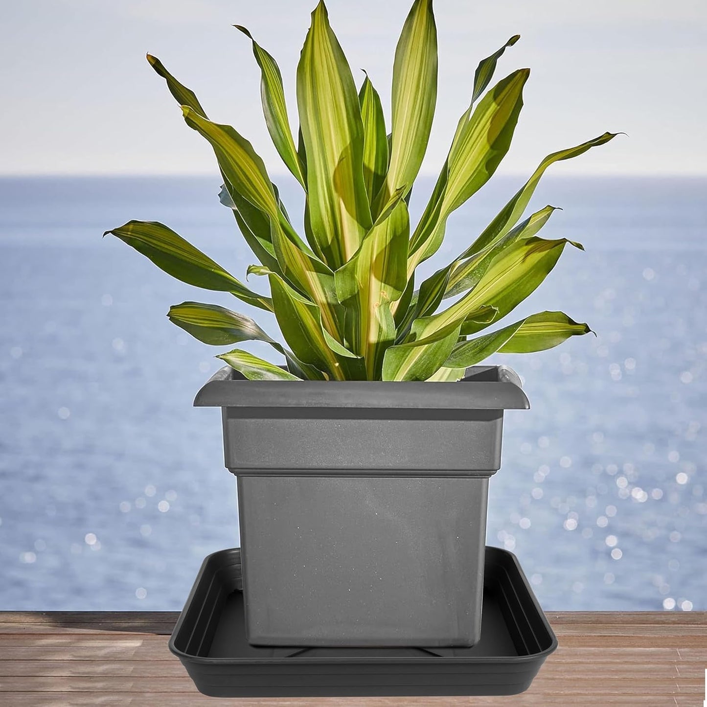 4 Pack Square Plant Saucer Tray 16 inch, Heavy Duty Plastic Plant Saucers for Indoors Outdoor, Flower Plant Drip Trays for Pots, Square Seed Starting Tray, Seedling Growing Trays