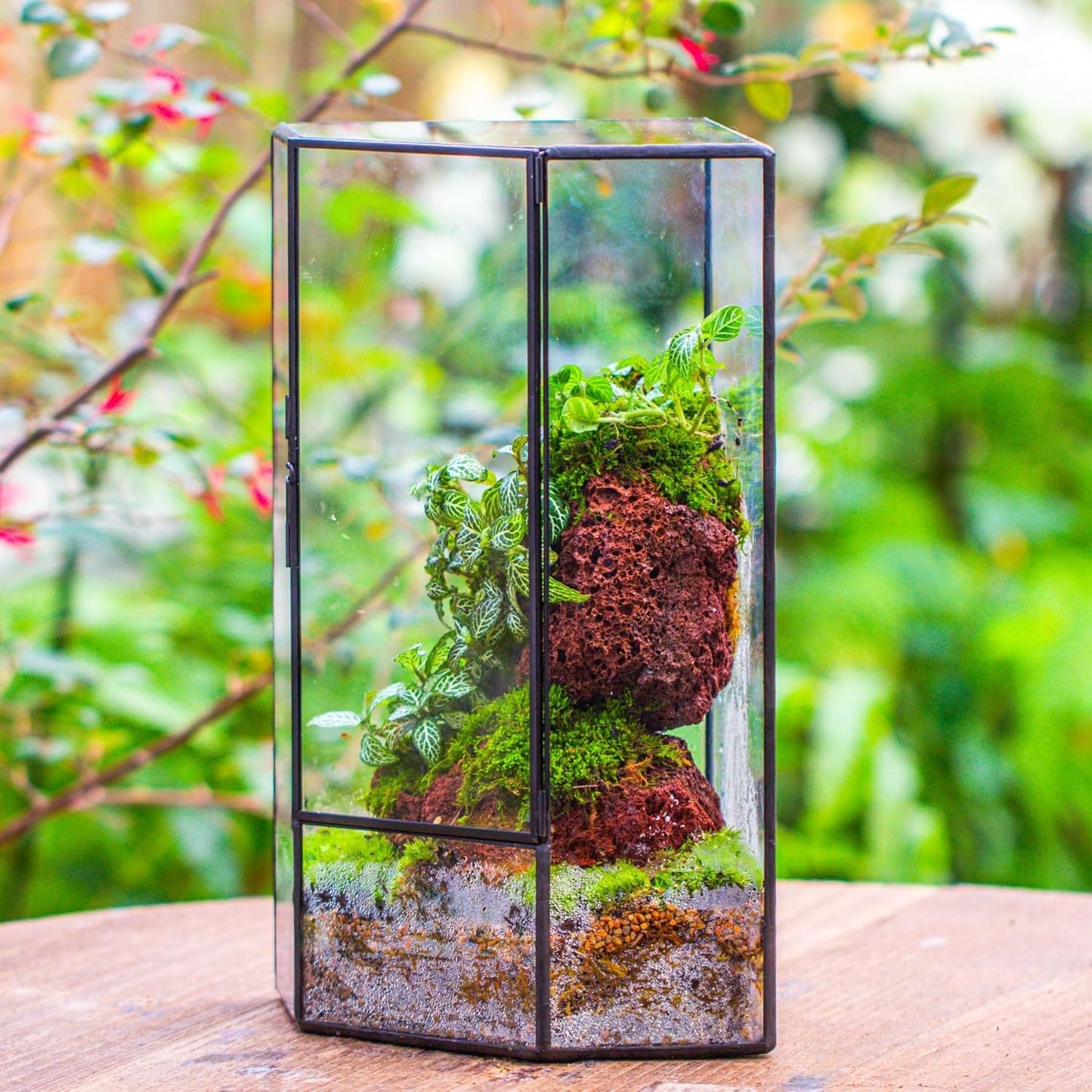 NCYP Wall Corner Geometric Glass Terrarium, Closed Front Opening Door Container Planter for Succulents, Small Plants - Black, Indoor Decor, Tabletop Landscape, 6.1" x 6.1" x 11.8" (Terrarium Only)