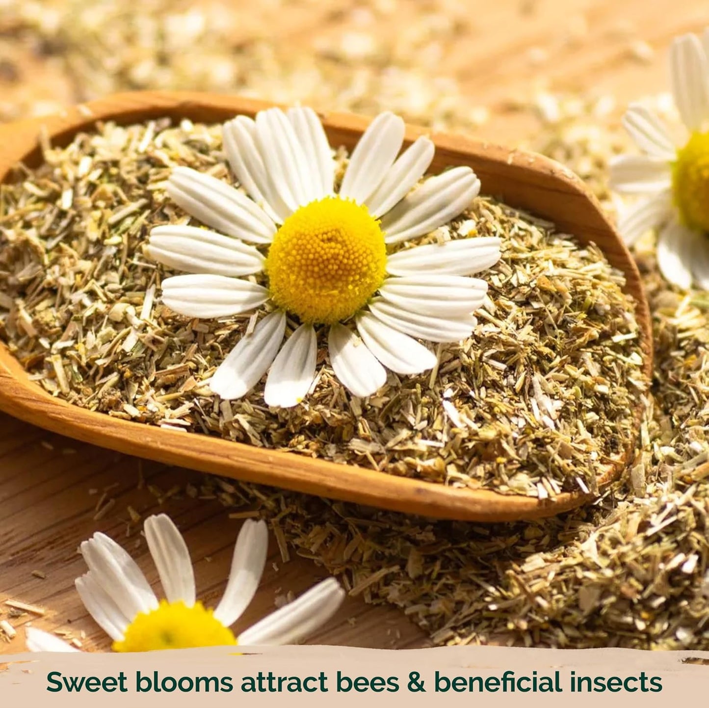 KVITER 2,500 German Chamomile Seeds for Planting (Matricaria Chamomilla/Recutita) – Heirloom & Non-Gmo Medicinal Herb Seeds, Flowers for Remedies & Chamomile Tea Organic – Indoors/Outdoors Herb Garden