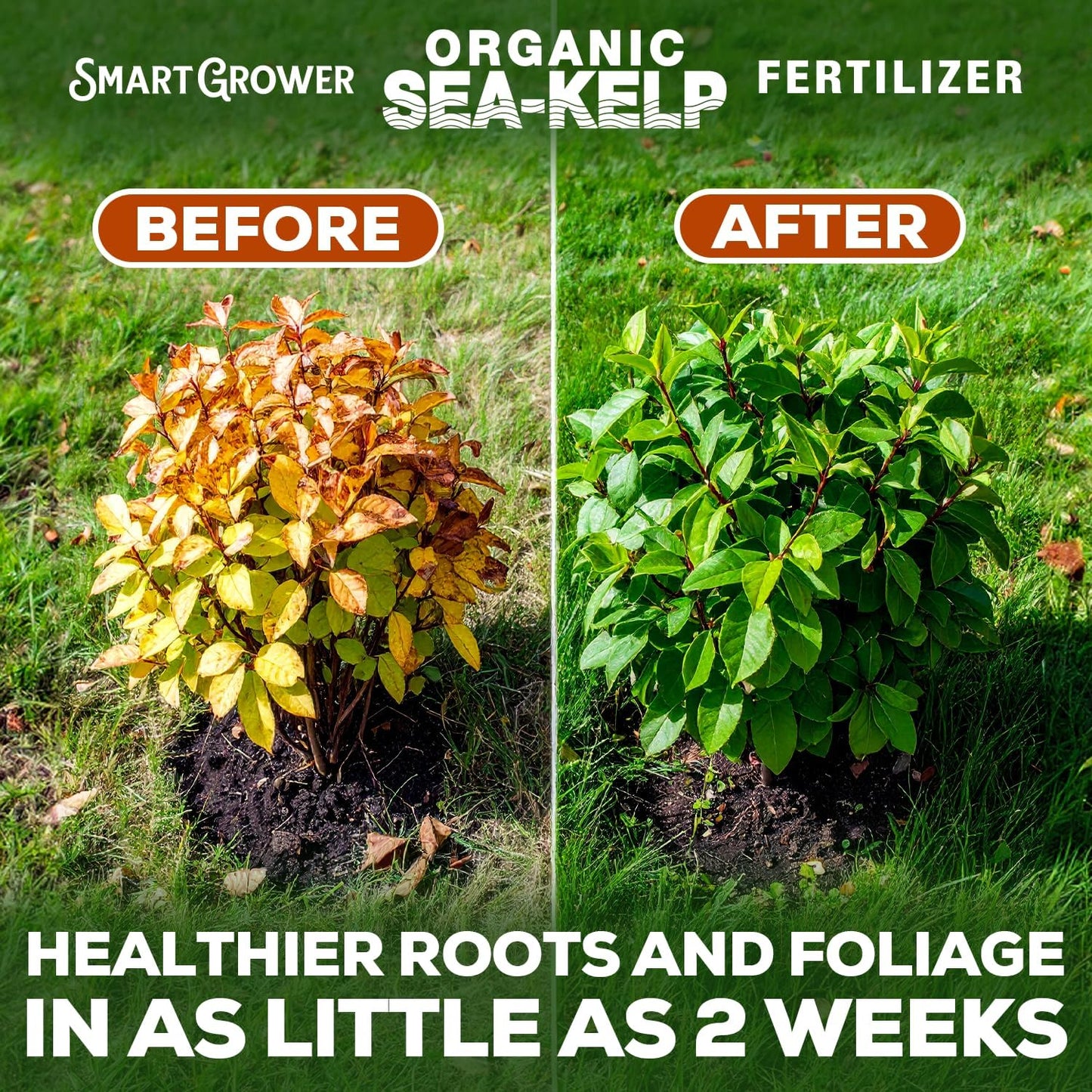 Organic Sea Kelp Fertilizer for Plants – Water-Soluble – Makes 100 Gallons – Kelp Meal Concentrate Plant Food – for Indoor Gardens, Hydroponics, Vegetables, Houseplants - Smart Grower - 4oz Bag