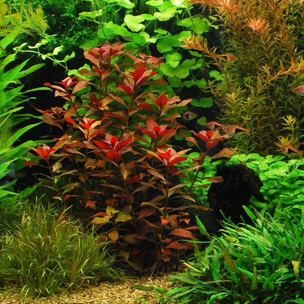 18 Plants Bundle / 6 Species Live Aquarium Plants Package - Microsorum, Amazon Sword, Anubias, Moneywort, Hornwort, etc. (75+ Gallon Aquariums)
