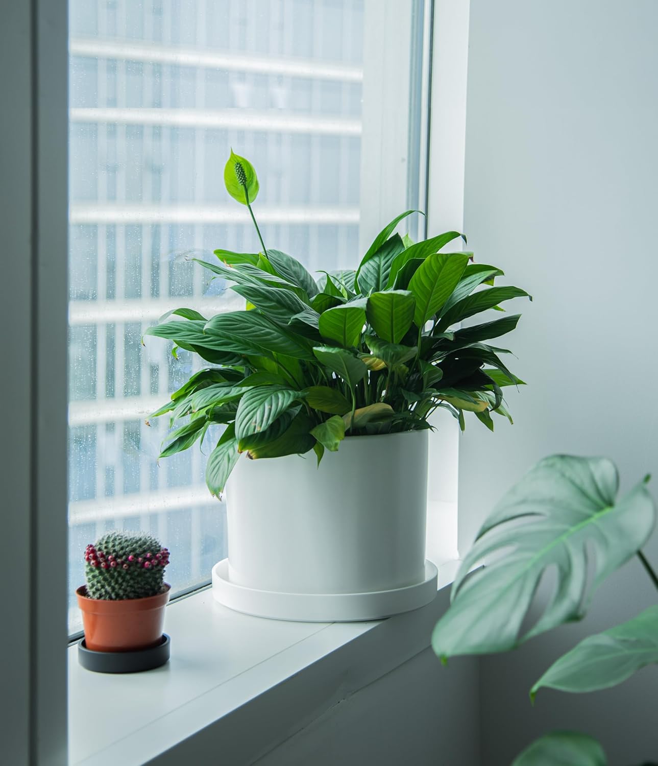 Phoenix Vine 12 Inch Plastic Plant Saucer Water Drip Tray, Heavy Sturdy Round Plant Drainage Tray for Indoors Outdoor, Matte White, 21-TY-12W-1