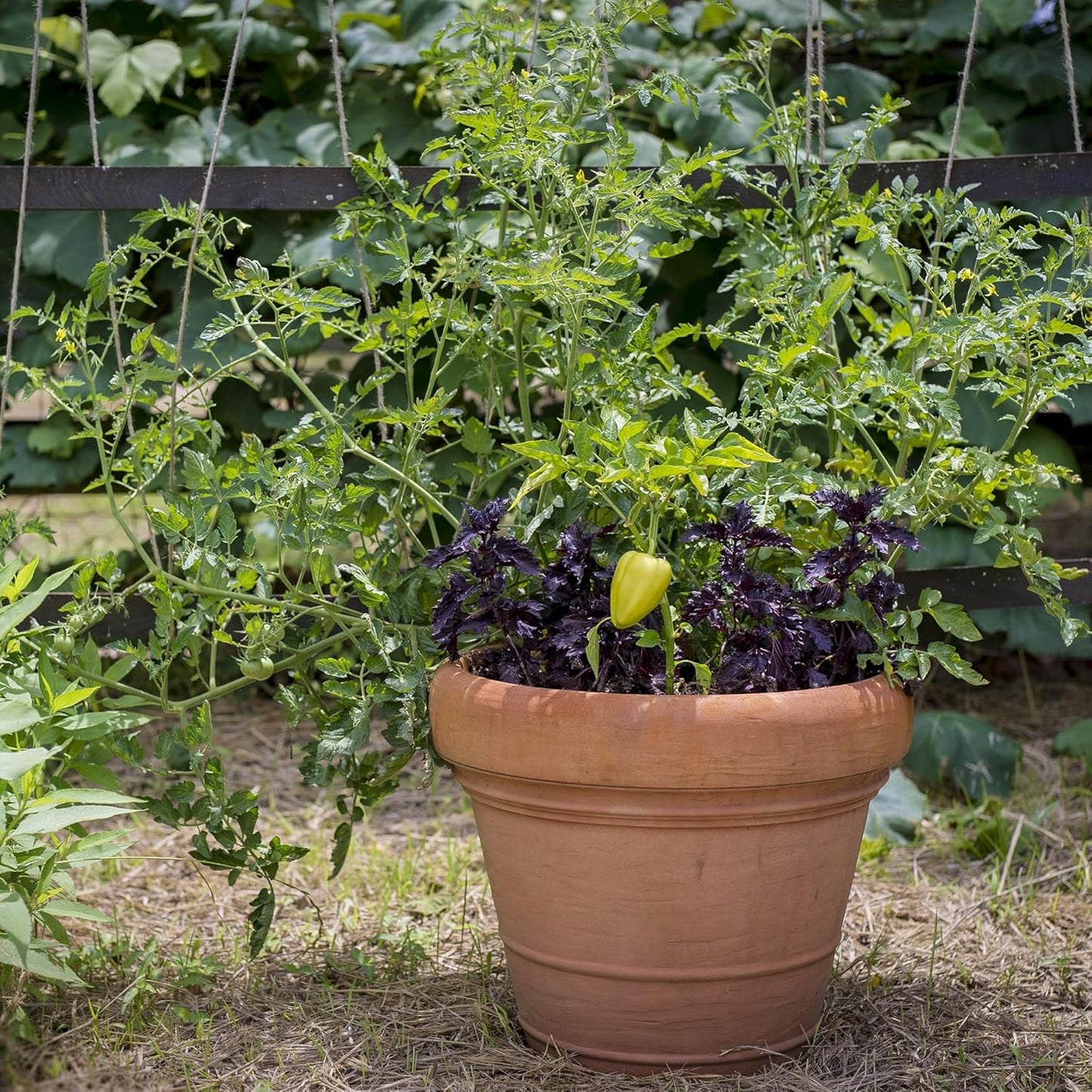 Crescent Garden Brunello Planter, Classic Rolled-Rim Plant Pot, Indoor/Outdoor Weather-Safe Pot, Plastic, 20-Inch (Terracotta-Color)