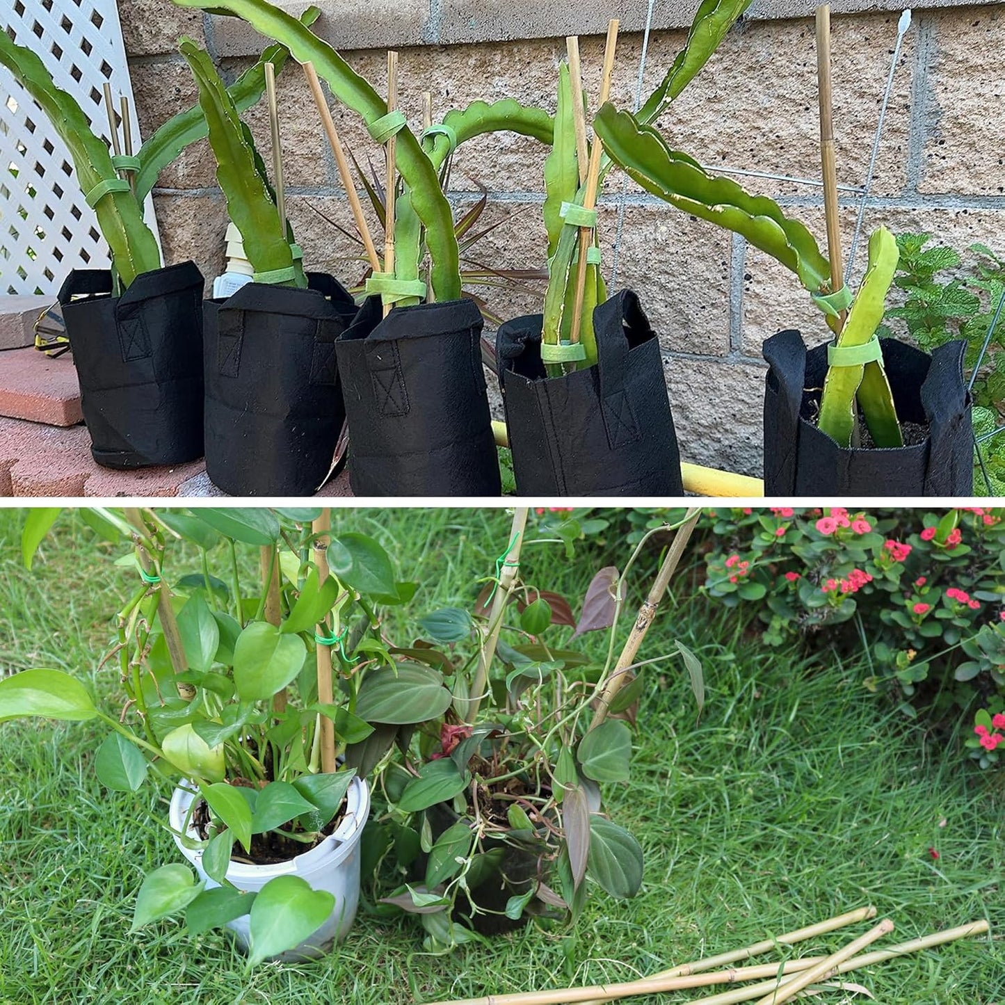 50Pcs / 6ft Bamboo Plant Stakes for Indoor Outdoor Plants, Garden Plant Support Sticks, Poles for Tomato Vegetables Beans Trees Potted Climbing Plants(0.32''-0.4'')