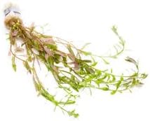 Live Aquarium Stem Plants - Freshwater Aquatic Plant for Fish Tanks, Aquascaping - (Rotala Ceylon, 1 Bunch)