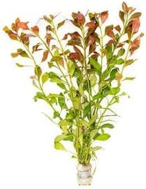 Live Aquarium Stem Plants - Freshwater Aquatic Plant for Fish Tanks, Aquascaping - (Nesaea Pedicellata Golden, 1 Bunch)