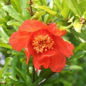 Live Dwarf Pomegranate Plant (Punica Granatum) - Compact, Ornamental Fruit Bearing Shrub, Indoor/Outdoor (4 pom-Dwarf Cups)