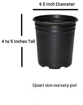 Eastern Snowball Bush ( Viburnum ) - Live Plant - Quart Pot