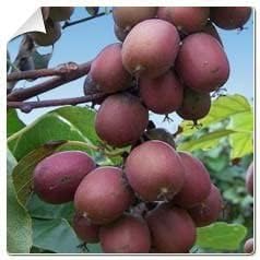 3 Hardy Kiwi Plants- 2 Ken's Red, and One Male Pollinater-All in 4 Inch Cups/Kiwi Aruguta- Awesome, Healthy Starter Plants!