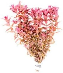 Live Aquarium Red Stem Plants - Freshwater Aquatic Plant for Fish Tanks, Aquascaping - (Rotala Macrandra, 1 Bunch)