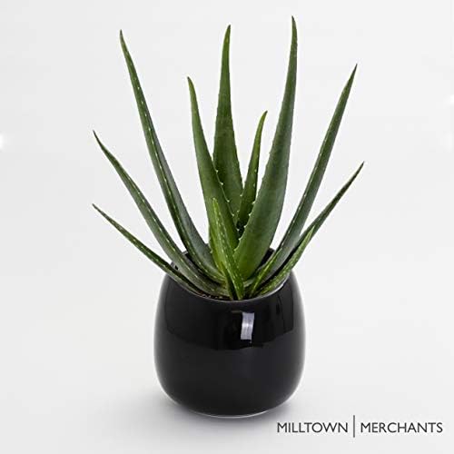 Milltown Merchants Succulent Planters - Wall Vases - White Ceramic Mounted Pots - Succulent Pots, Hanging Vases for Living Wall (1 Pack/Modern/Black)
