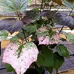 Auntie Lilli's™ South Sea Salad BeLe Tree - Abelmoschus Manihot - Wellspring Gardens Starter Plant - Edible Greens & Hibiscus Like-Flower Live Plant - Indoor & Outdoor Growing & Planting for Garden