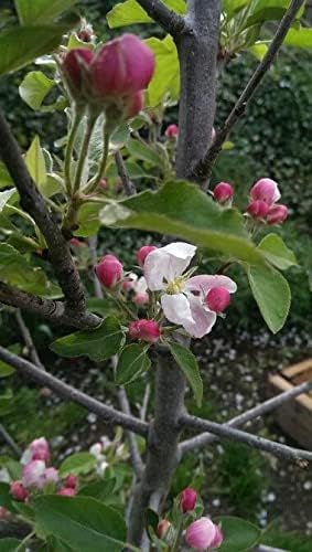 TriStar Plants - Gala Apple Tree - 1 Gallon - Healthy Established Roots, Semi Dwarf Apple Tree, Easy Care Orchard
