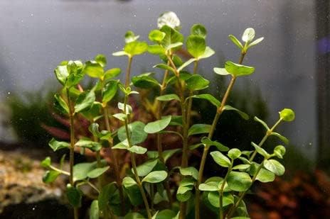 Live Aquarium Stem Plants - Freshwater Aquatic Plant for Fish Tanks, Aquascaping - (Rotala Ceylon, 1 Bunch)