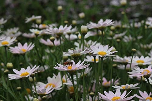 Greenwood Nursery: Live Perennial Plants - Shasta Daisy Becky + Leucanthemum Superbum - [Qty: 2X 3.5 Pots] - (Click for Other Available Plants/Quantities)