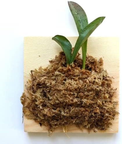 Miniature Orchid: Oeceoclades Monophylla, Beautiful Leave Pattern, Wood Mount