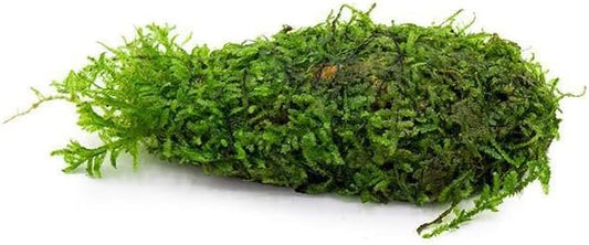 Live Aquarium Plants on Driftwood, Lava Rock, Moss, Fiber Mat - Freshwater Fish Tanks - Easy, Beginner Friendly (Christmas Moss on Clay)