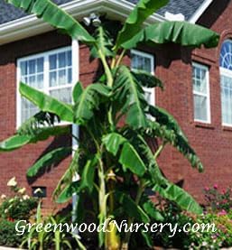 Greenwood Nursery: Live Perennial Plants - Musa Basjoo Cold Hardy Banana - [Qty: 10x Pint Pots] - (Click for Other Available Plants/Quantities)