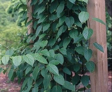 3 Hardy Kiwi Plants- 2 Female Ananasnaya, and One Male Pollinater-All in 4 Inch Cups/Kiwi Aruguta. Awesome Starter Plants!