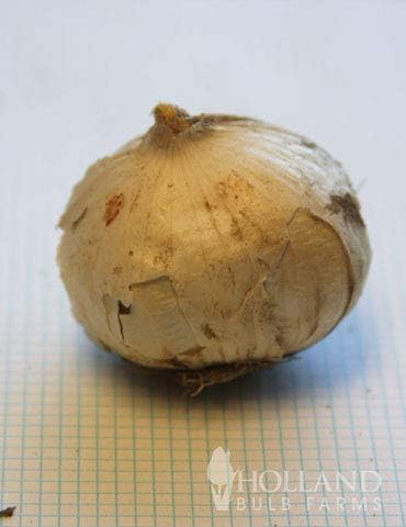 Purple Sensation Allium - Allium aflatuense Flower Bulbs - 5 Bulbs per Pack - Attracts Butterflies and Hummingbirds - Deer Resistant - Good as Cut Flowers - Perennializing - Easy to Grow Live Plants