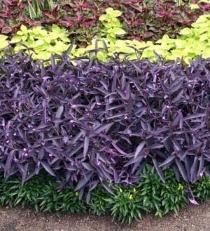 Purple Queen Tradescantia Setcresea I 40 Live Plants I Spiderwort | Lush Magenta Foliage for Striking Garden Contrast, Ideal for Ground Cover, Borders, & Containers