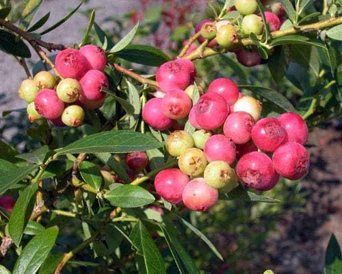 Pink Lemonade Blueberry Plant in 6-inch Pot- Unique Pink Fruit, Sweet Flavor - Non-GMO Live Berry Bush Starts for Garden or Patio