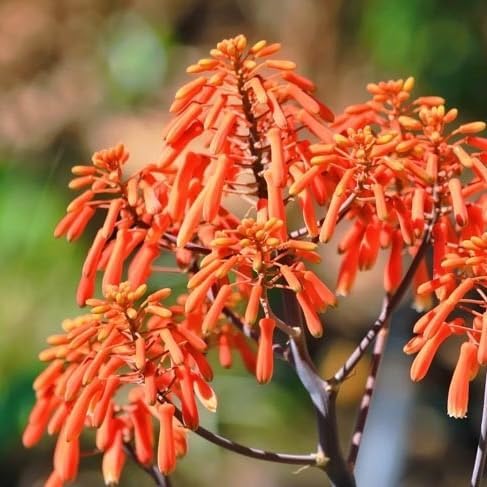 Coral Aloe Plants (Aloe striata) - Live Succulent with Striking Pink Edges and Smooth, Flat Leaves for Indoor/Outdoor Gardening (4 Coral Aloe Cups)