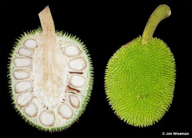 Breadfruit Tree - Live Big Fruit Tree 12"-24" Tropical Plantae