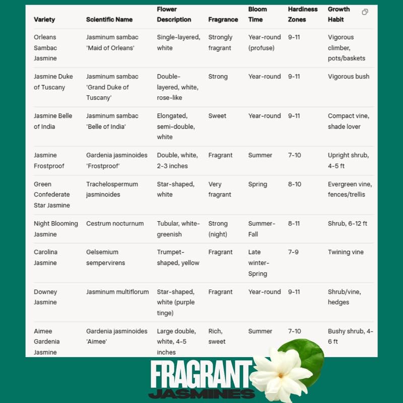 2 Orleans Sambac Jasmine Plants Live, Climbing Jasmine Indoor Outdoor Live, Fragrant, 5-9" in Tall, No Pot, Hardy and Fast-Growing