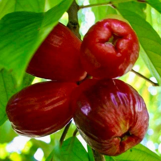 Rose Apple Tree (Syzygium jambos) Tropical Fruit Tree 12"- 24"