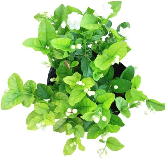 Sambac Jasmine Live Plant Frangant Jasmine Shurb White Jasmines Flowers Bush Plant 8-10 Inch Tall in 3 Inch Pot