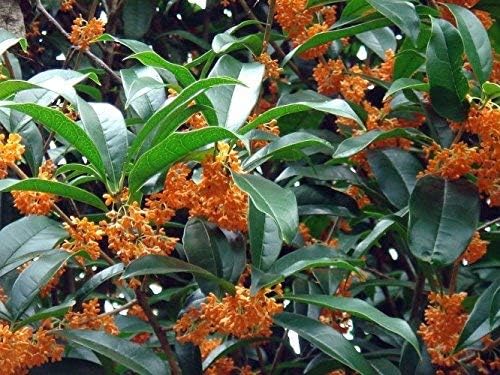 Orange Fragrant Tea Olive - Live Plants - (1 QT)