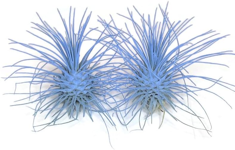 Thin Air Plant, Guatemala Tillandsia Live Airplant, Healthy Arrival Guaranteed, Great Indoor Plant, Home Decor & Gift (2 Light Blue)