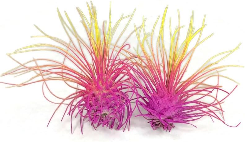 Thin Air Plant, Guatemala Tillandsia Live Airplant, Healthy Arrival Guaranteed, Great Indoor Plant, Home Decor & Gift (2 Rainbow #3)