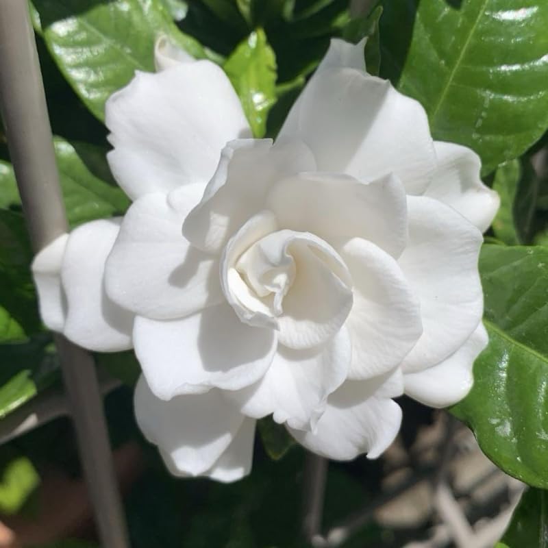 2 Carolina Jasmine Plants Live, Climbing Jasmine Indoor Outdoor Live, Fragrant, 5-9" in Tall, No Pot, Hardy and Fast-Growing