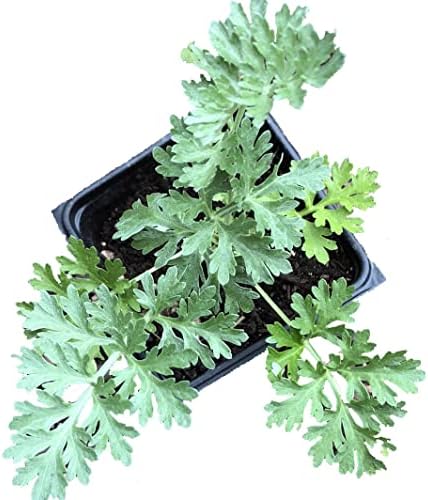 Organic Wormwood Plant, (Artemisia Absinthium) 2.5-inch Pot