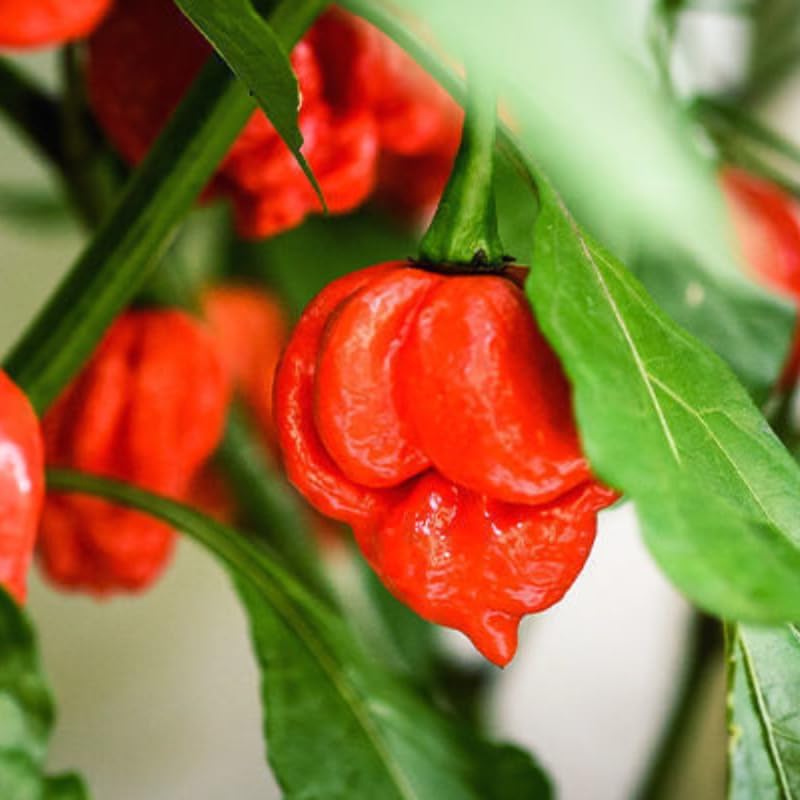 Pack 2 Red Carolina Reaper Pepper Live Plants, Carolina Reaper Plants Live, Carolina Reaper Pepper Plant, Carolina Reaper Seedlings for Growing, 80 Days Old Plants