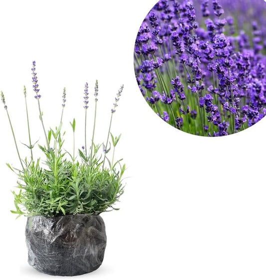 Pack 2 Extreme Fragrant Lavender Live Plants, Perennial Purple Lavender Flowers Shrubs, Fragrant Flower Herb for Planting 4-8 Inch