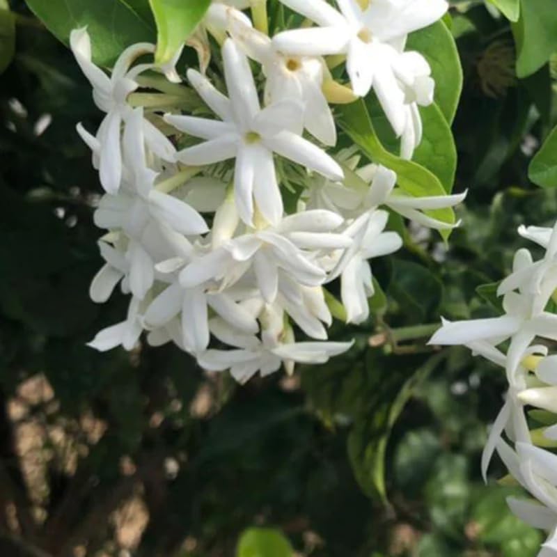2 White Jasmine Plants Live, Climbing Jasmine Indoor Outdoor Live, Fragrant, 5-9" in Tall, No Pot, Hardy and Fast-Growing