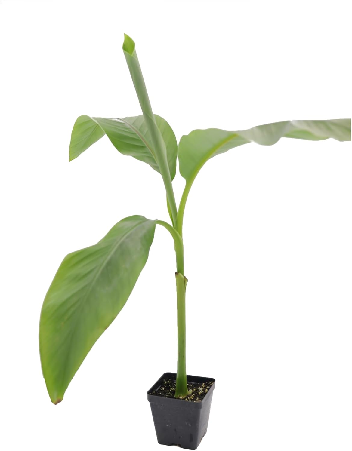 Greenwood Nursery: Live Perennial Plants - Musa Basjoo Cold Hardy Banana - [Qty: 1x Pint Pot] - (Click for Other Available Plants/Quantities)
