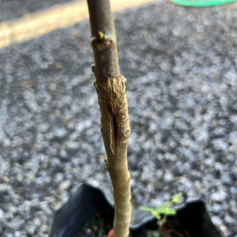 Grafted Spanish Lime (Melicoccus bijugatu) Tropical Fruit Tree 12"