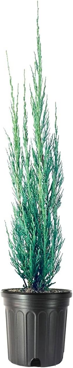 Skyrocket Juniper | 1 Large Gallon Size Plant | Juniperus Scopulorum | Evergreen Privacy Screen, Fast Growing Landscape Tree, Low Maintenance Garden, Ornamental Foliage, Drought Tolerant Plant