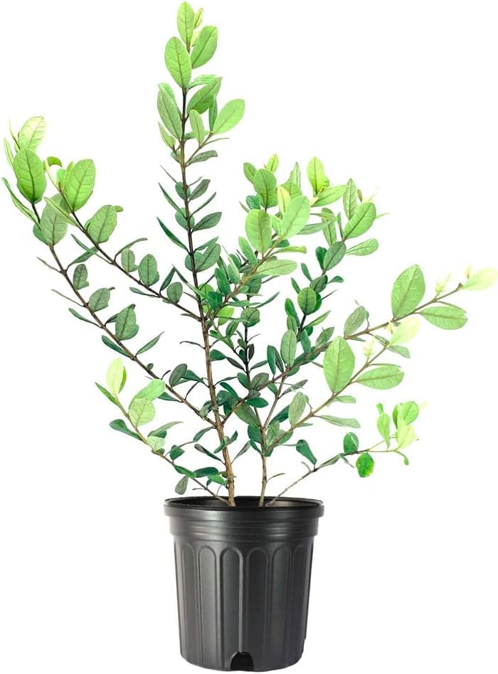 Pineapple Guava | 3 Large Gallon Size Plants | Feijoa Sellowiana | Edible Fruit Shrub and Fragrant Flowering Foliage