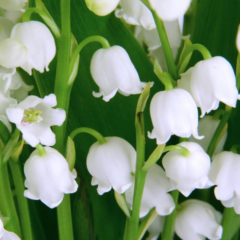 10 Lily of The Valley Flower Bulbs, White Lilies of The Valley Bare Roots for Planting, Outdoor Indoor Flowering Plants