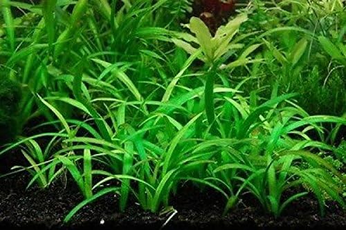 8 x Dwarf Sagittaria Subulata - Easy Live Aquarium Plants Java Moss Fern
