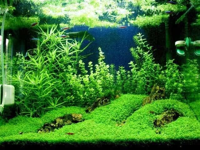 Foreground Potted Live Aquarium Plants | Freshwater Aquatic Plants for Aquariums (Potted Dwarf Baby Tears)