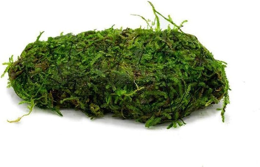 Live Aquarium Plants on Driftwood, Lava Rock, Moss Mat - Freshwater Fish Tank Plants (Christmas Moss on Lava Stone)