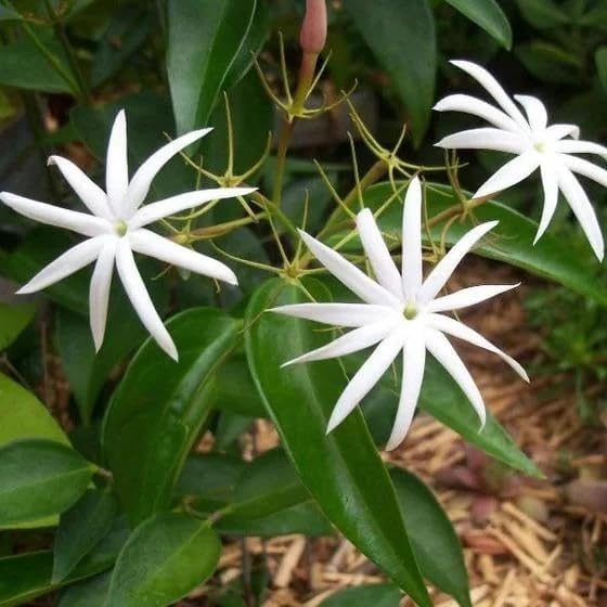 Live Angel Wing Jasmine (Jasminum Nitidum) Plants - Fragrant, White Blooming Evergreen Shrub for Any Garden (2 jas Angel Cups)