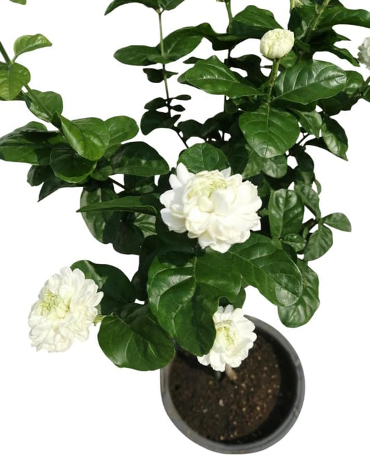 Grand Duke Jasmine Live Plant Double Jasmine Shurb White Jasmines Flowers Bush Frangant Flower Plant 1 Feet Tall in 3 Inch Pot